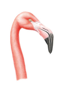 kaart Flamingo