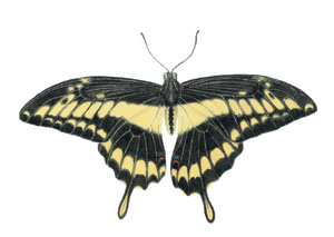 kaart Papilio cresphontes