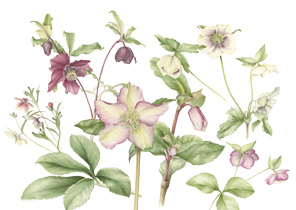 Helleblorus Picotee