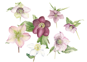 Kaart Helleborus studie