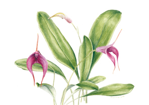 Masdevallia